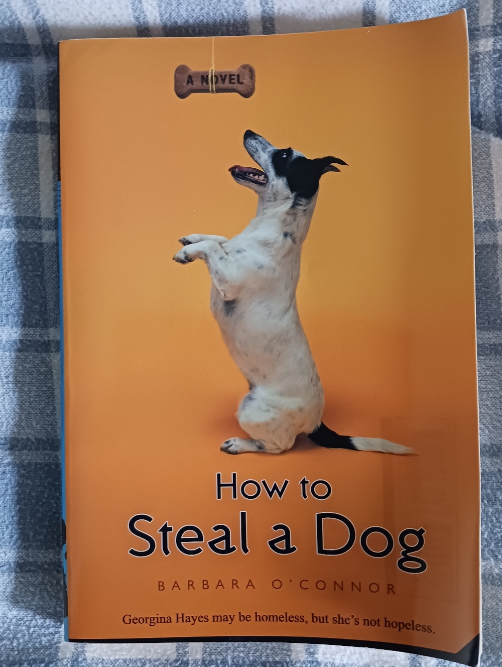 How to Steal a Dog by Barbara O'Connor